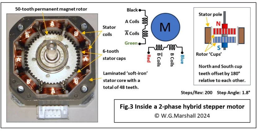 Hybrid stepper cutaway: toothed stator poles surround a 50-tooth permanent-magnet rotor. Offset north and south rotor cups enable 200 steps per revolution, or 1.8 degrees per step. © W. G. Marshall 2024.